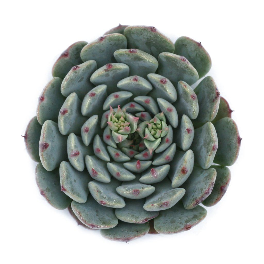 minima succulent Echeveria minima