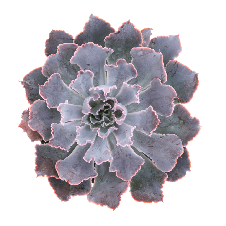 echeveria neon breaker succulent Echeveria 'Neon Breakers' PP21406