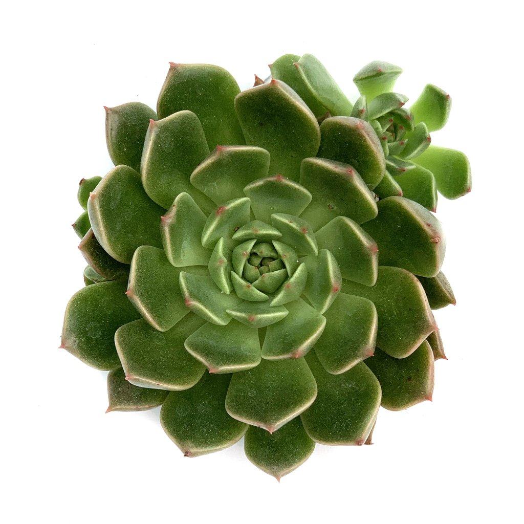 olivia succulent Graptoveria 'Olivia'