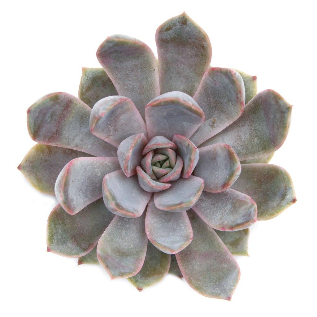 echeveria orion succulent Echeveria 'Orion'