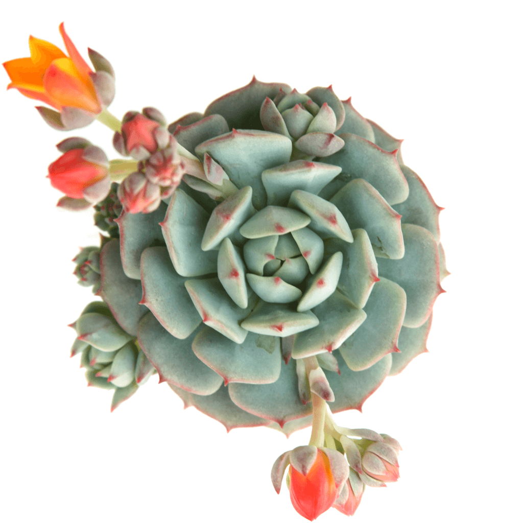 lady succulent Echeveria derenbergii 'Painted Lady'