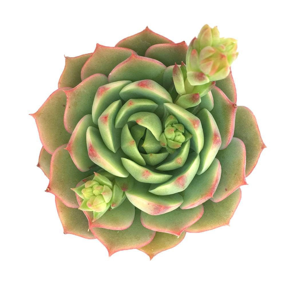 green succulent with red tips Echeveria 'Ramillette'