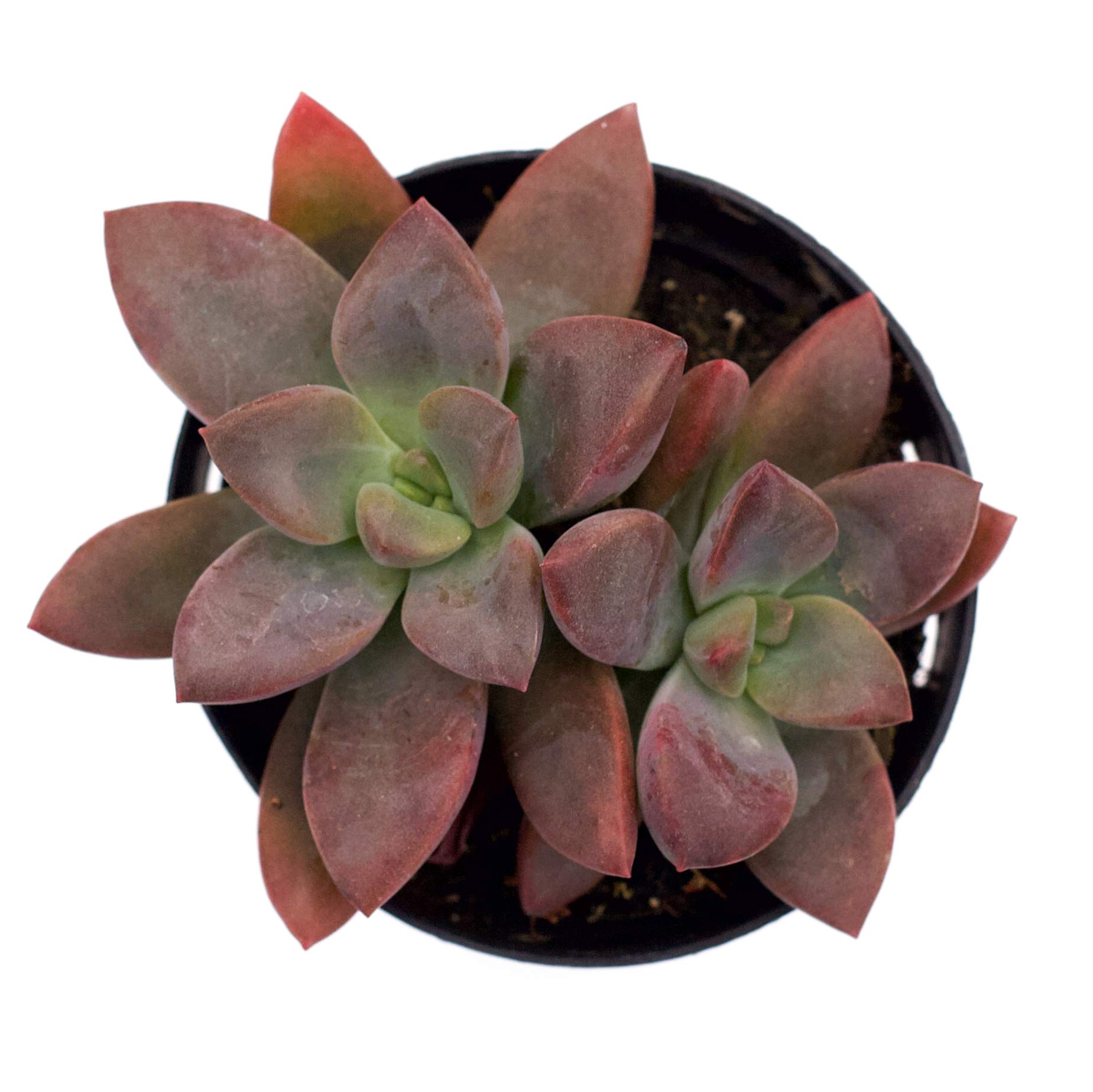 black licorice succulent Echeveria 'Red Licorice'