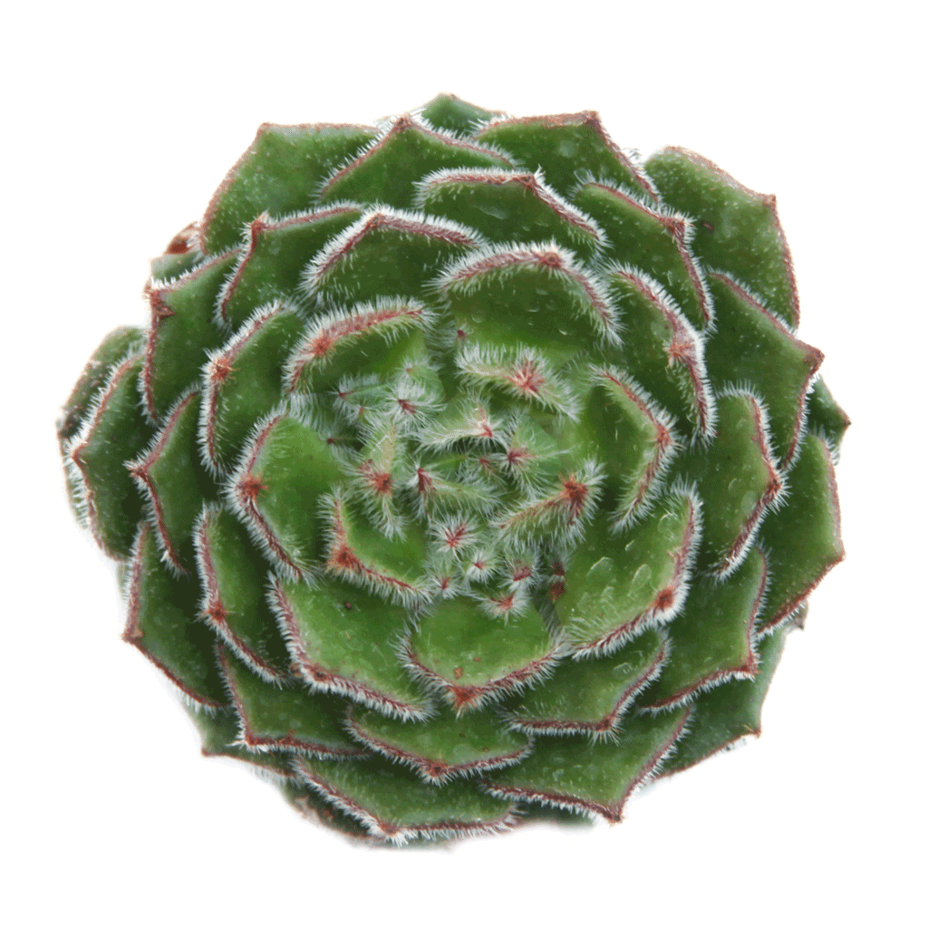 woolly rose succulent Echeveria setosa ciliata