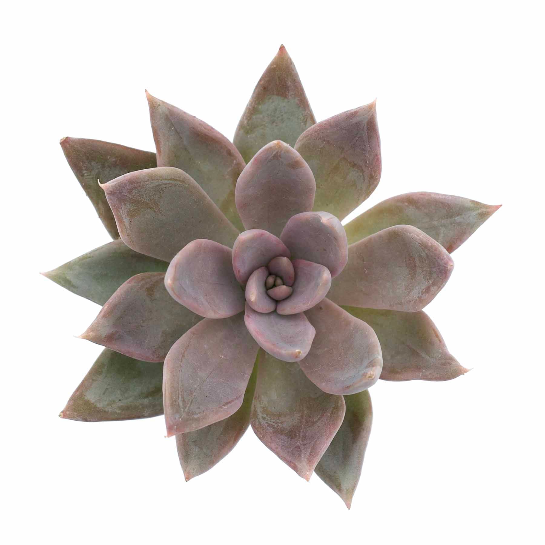 silver queen succulent Echeveria 'Silver Queen'