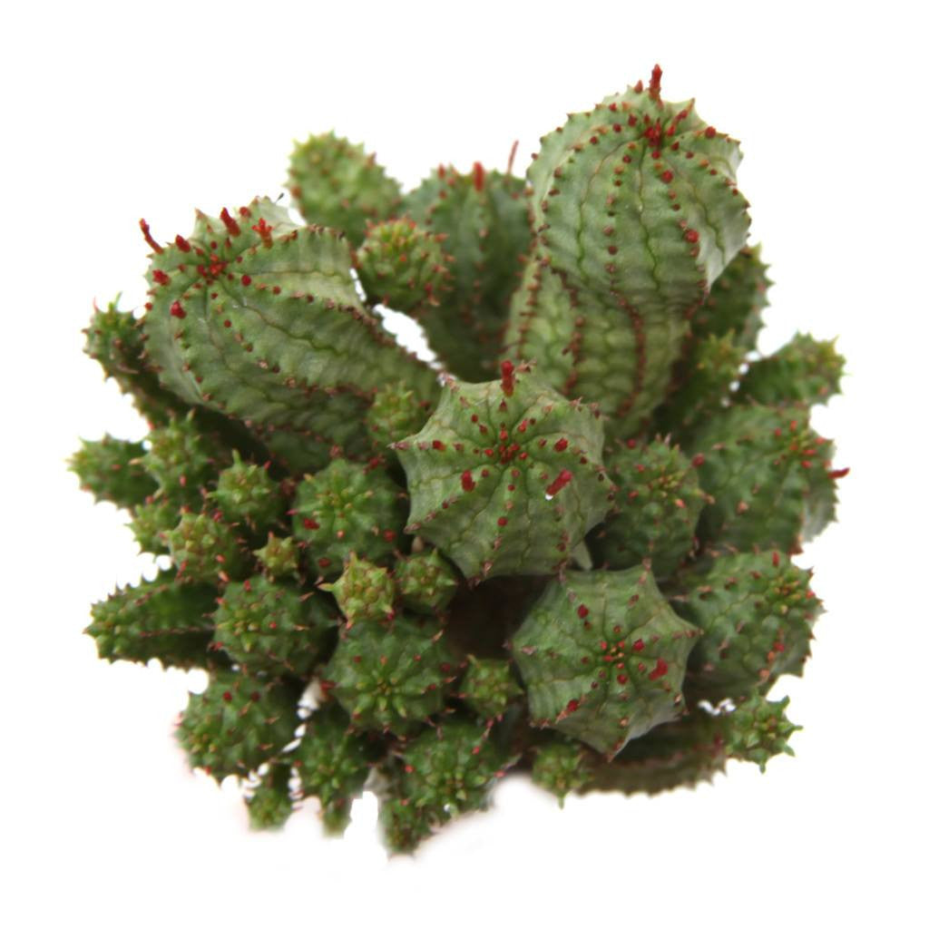 euphorbia monstrose succulent Euphorbia Submammillaris Monstrose (4")