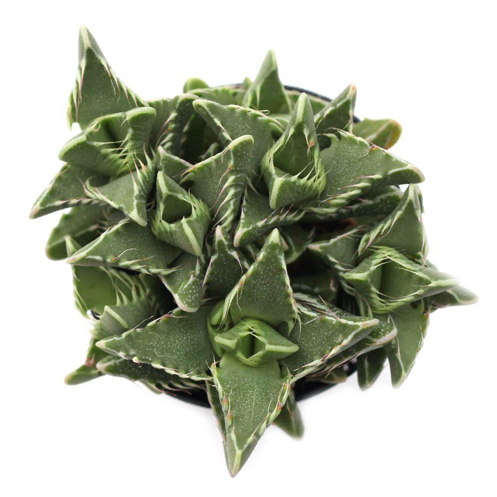 tigers jaw succulent Faucaria felina - Tiger Jaws