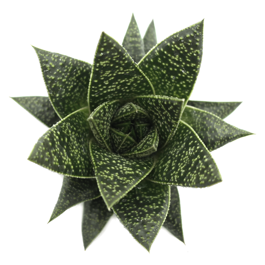 gasteraloe succulents Gasteraloe 'Flow'