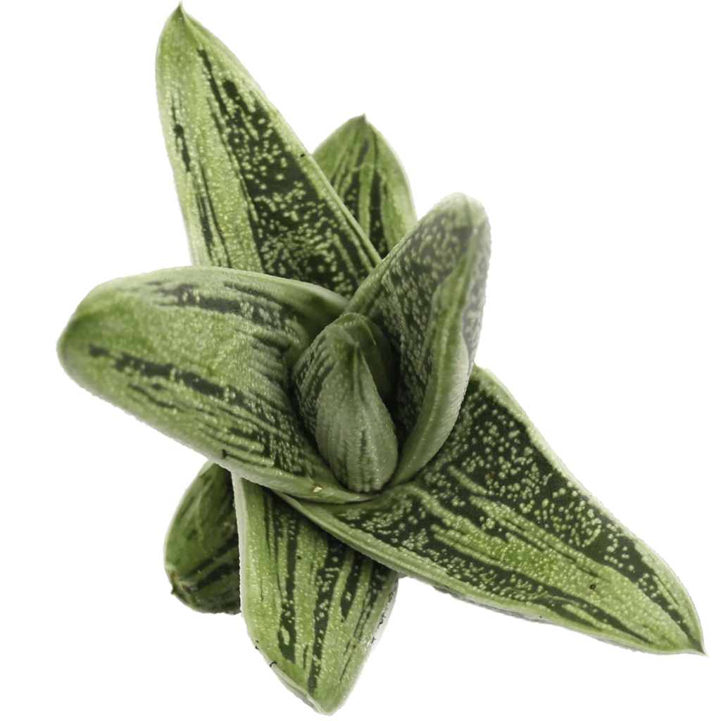 little warty succulent Gasteria 'Little Warty'
