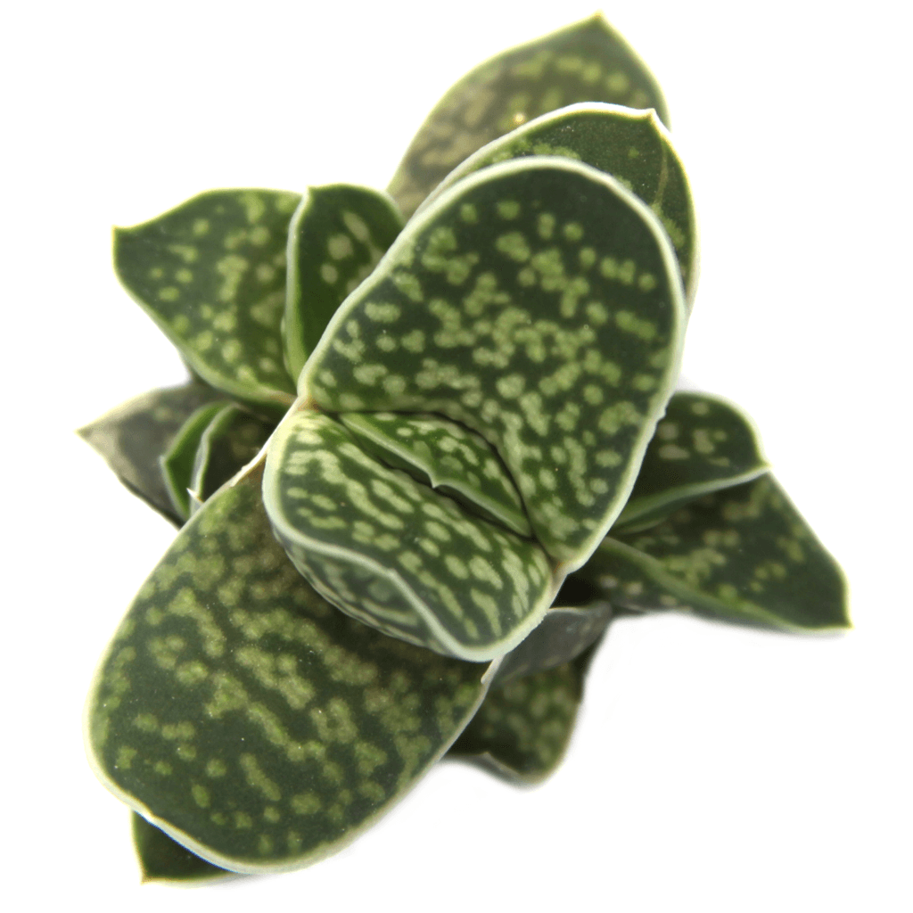 lawyers tongue succulent Gasteria brachyphylla var. bayeri - Lawyer's Tongue