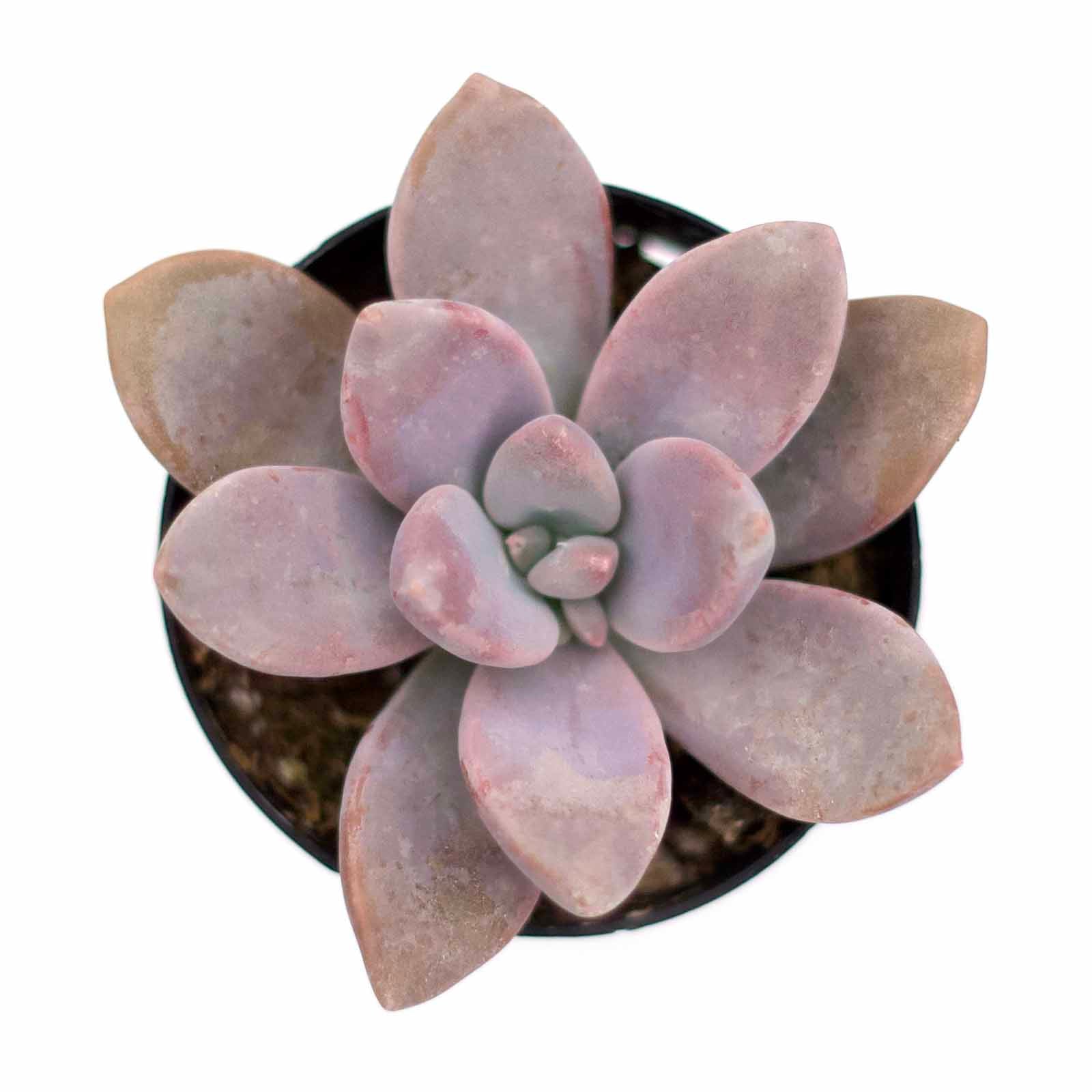pentandrum succulent Graptopetalum pentandrum 'Murasaki'