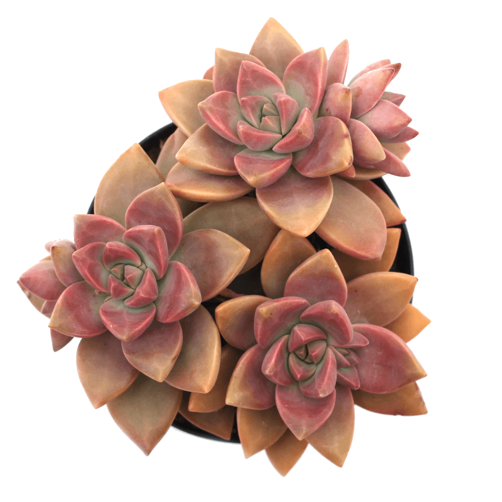 california sunset succulent care Graptosedum 'California Sunset'