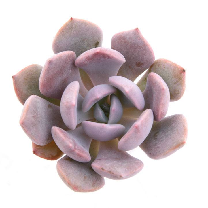 topsy debbie succulent Graptoveria 'Debbie'