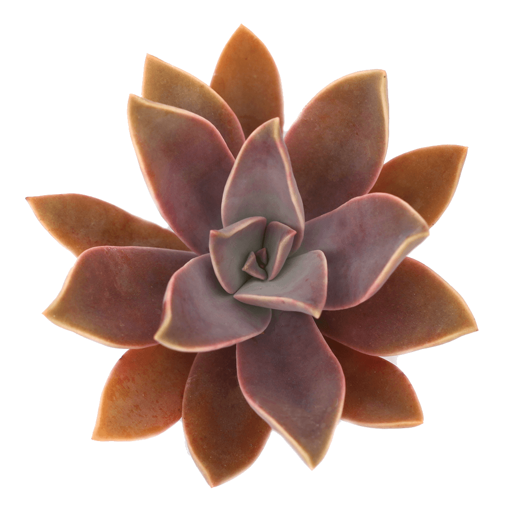fred succulent Graptoveria 'Fred Ives'