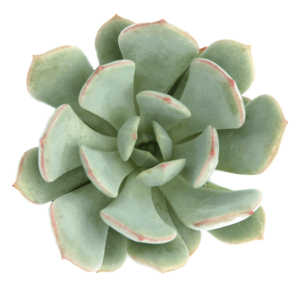 graptoveria moonglow succulent Graptoveria 'A Grim One'