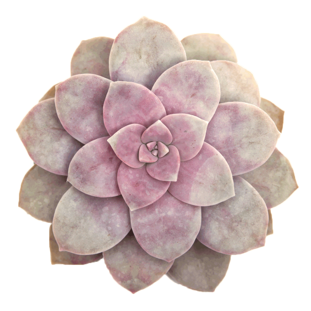 succulent superbum Graptopetalum superbum