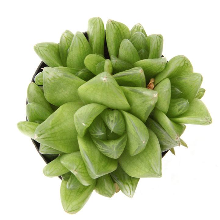 window plant succulent Window Haworthia Succulent
