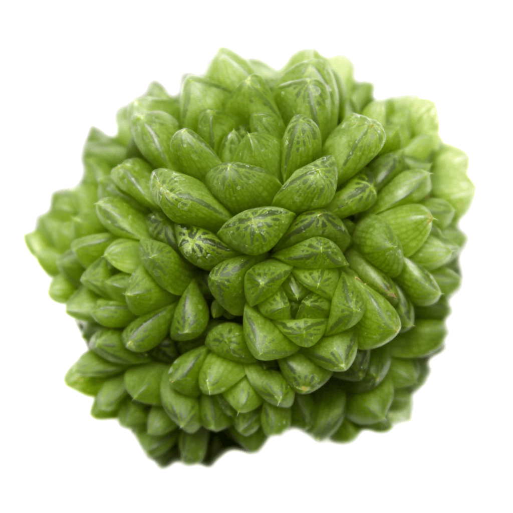haworthia cymbiformis succulent Haworthia cymbiformis v. obtusa
