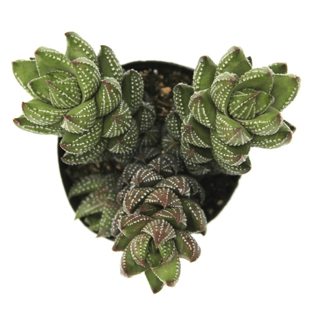 african pearls succulent Haworthia coarctata var. chalwinii