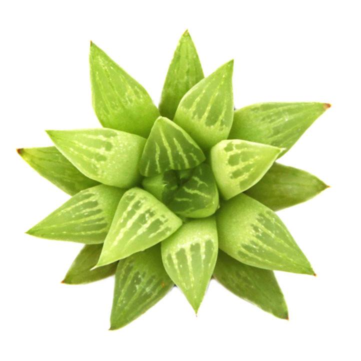retusa succulent Haworthia retusa f. geraldii