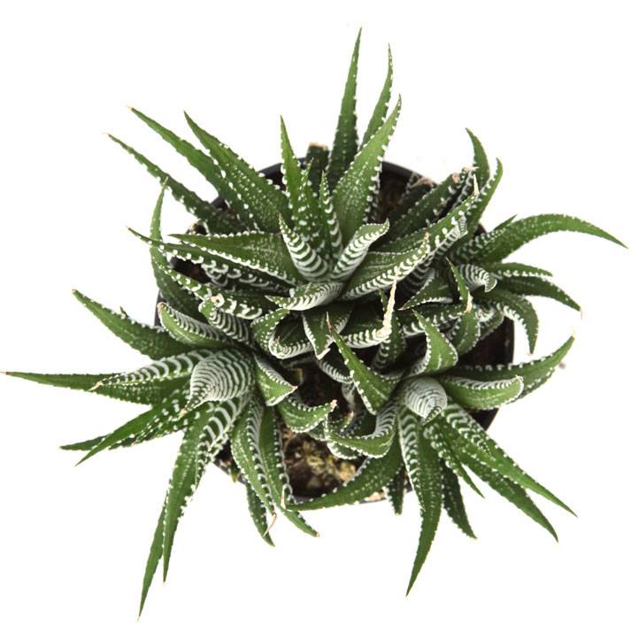 zebra striped succulent Haworthia fasciata 'Zebra Plant'
