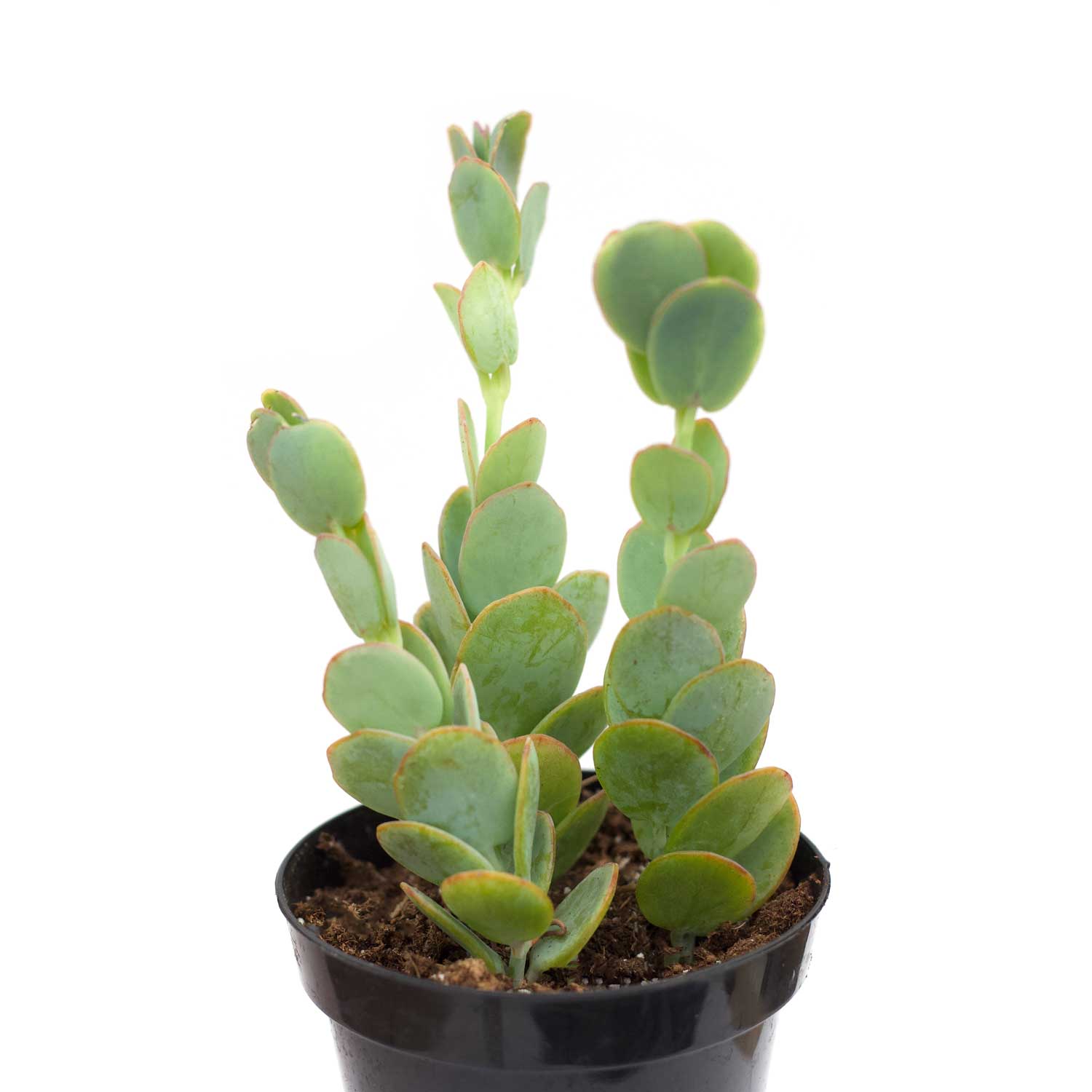 panamensis succulent Kalanchoe marnieriana 'Marnier's Kalanchoe'