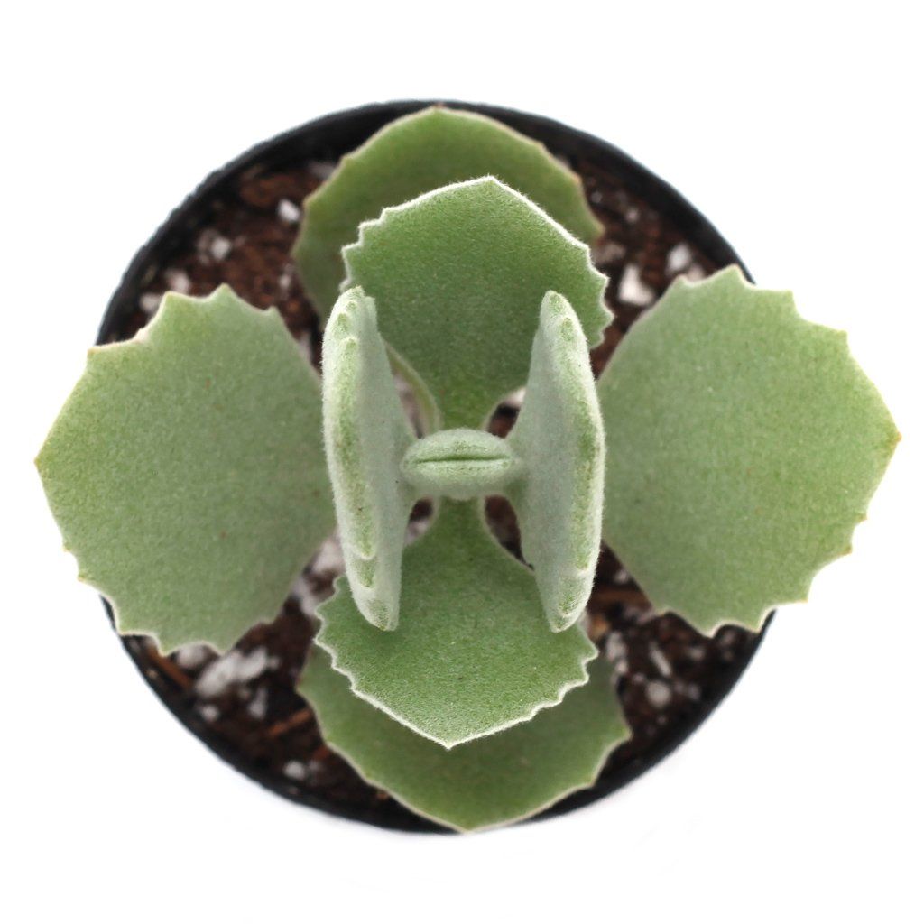 kalanchoe millotii succulent Kalanchoe millotii