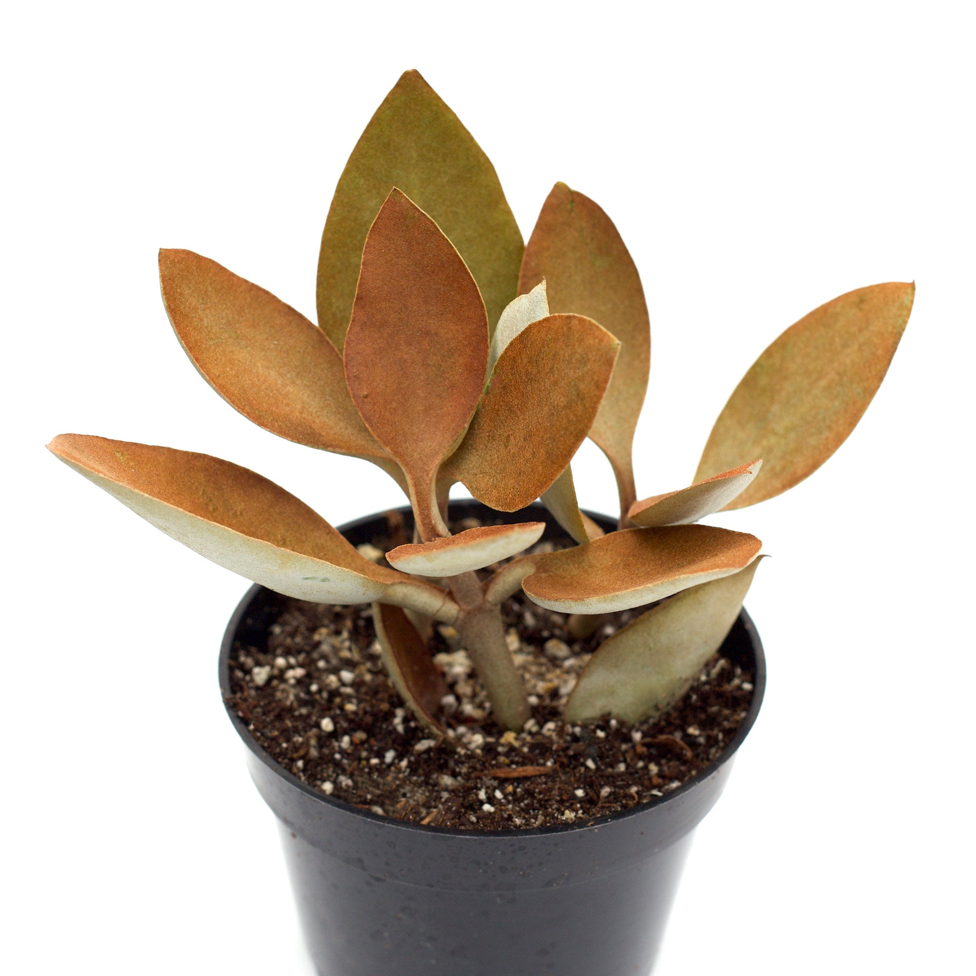 copper plant succulent Copper Spoons Kalanchoe