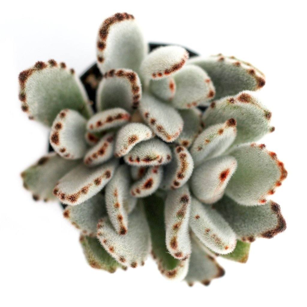 silver panda succulent Kalanchoe tomentosa 'Panda Plant'