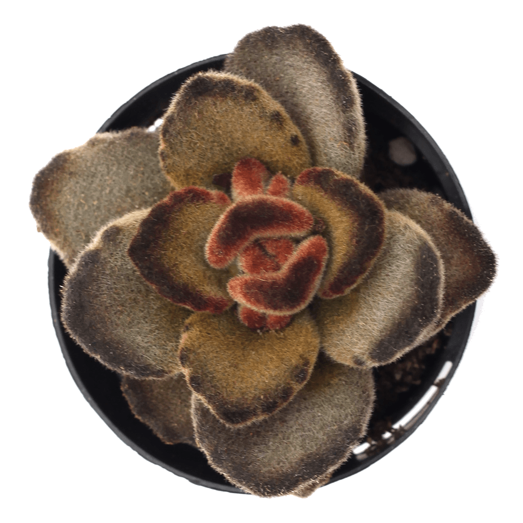 teddy bear plant succulent Kalanchoe tomentosa 'Teddy Bear'