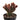 Opuntia rufida f. monstrosa 'Mini Cinnamon Cactus'
