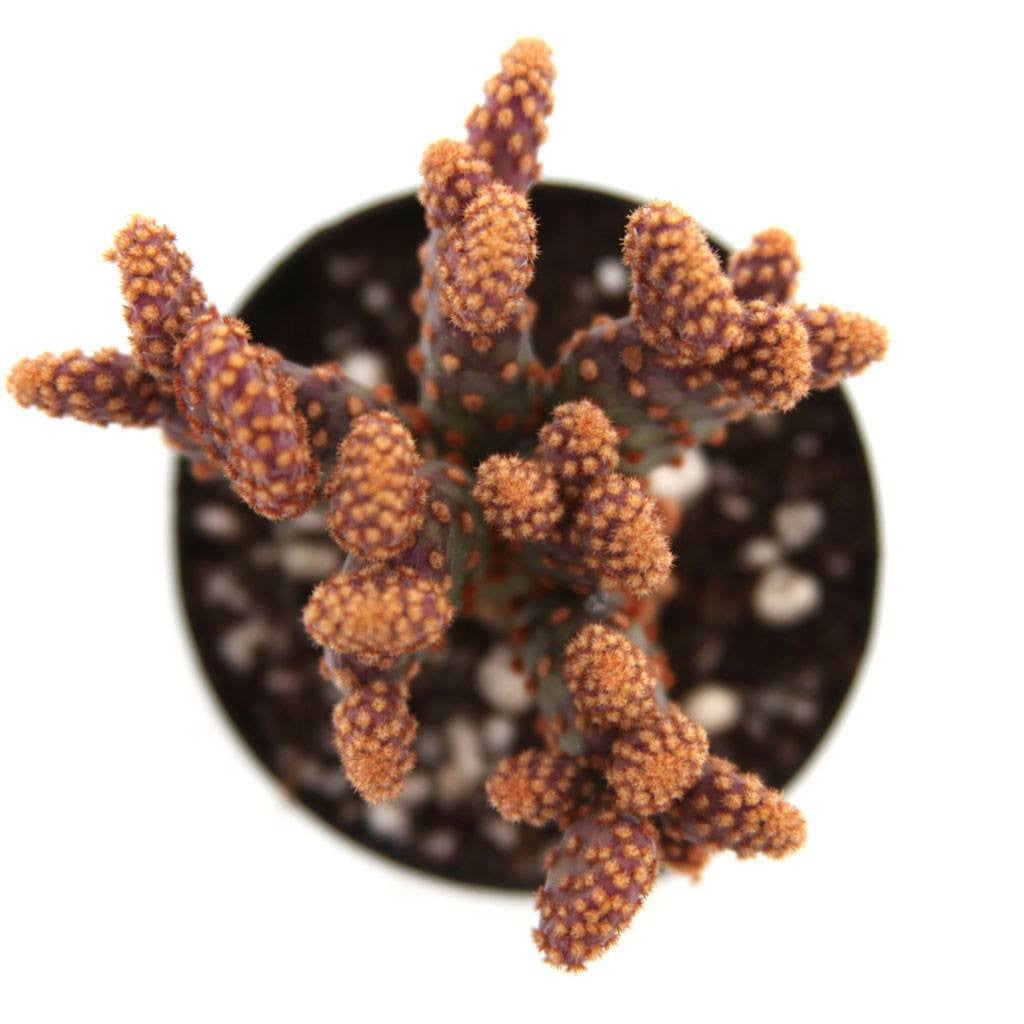 cinnamon cactus plant Opuntia rufida f. monstrosa - Mini Cinnamon Cactus