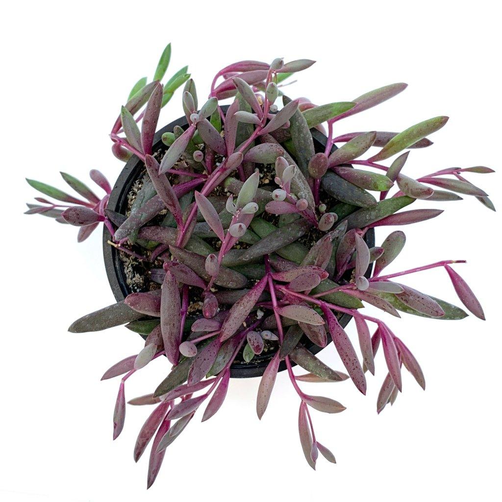 succulent turned purple Othonna capensis 'Ruby Necklace'