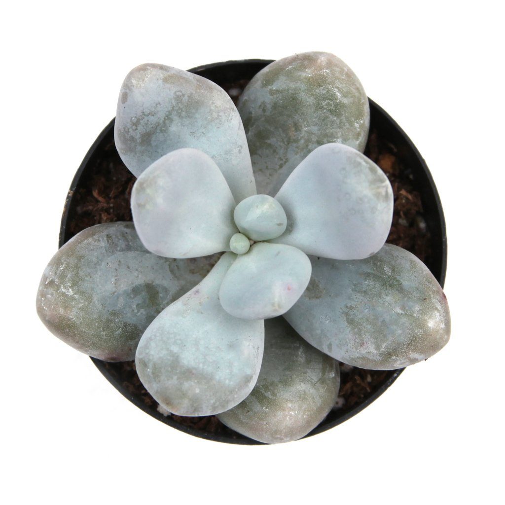 blue haze succulent Pachyveria 'Blue Haze'