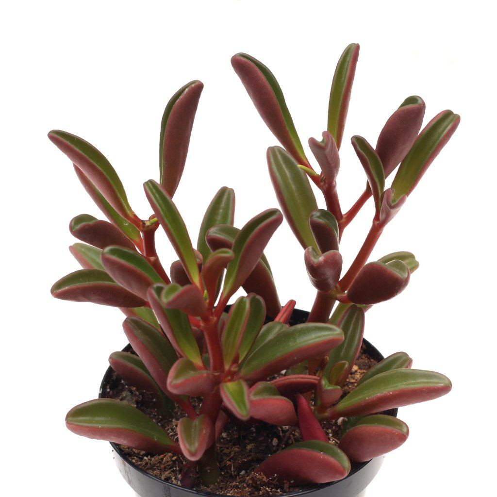 graveolens succulent Peperomia graveolens 'Ruby Glow'
