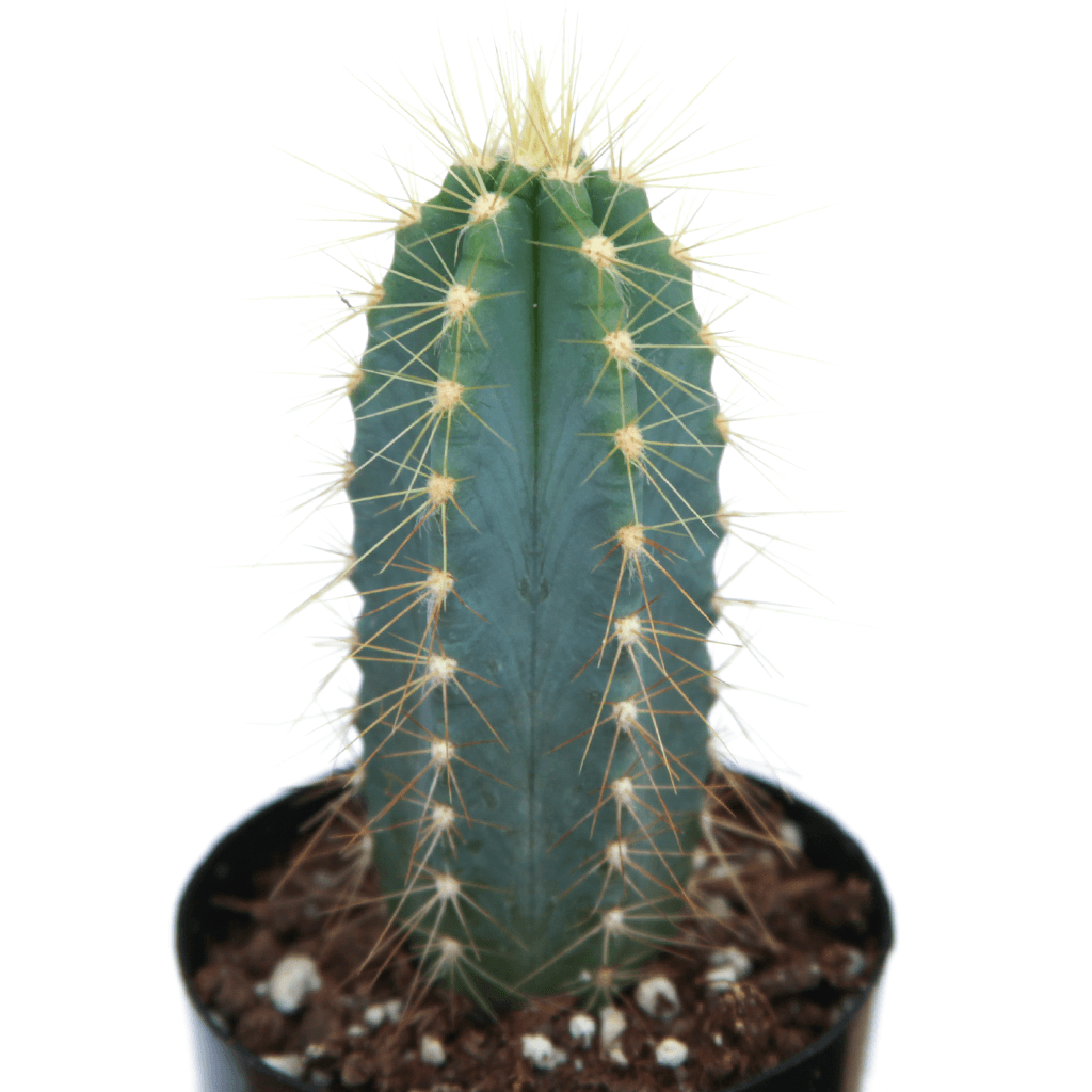 blue cactus succulent Pilosocereus pachycladus 'Blue Torch Cactus' 2 Inch