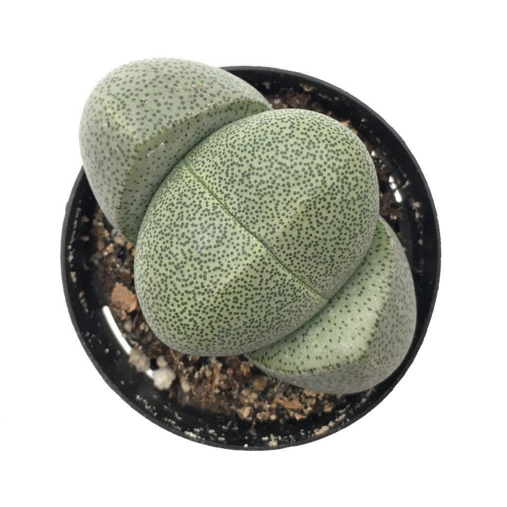 split rock succulent rotting Pleiospilos 'Split Rock'