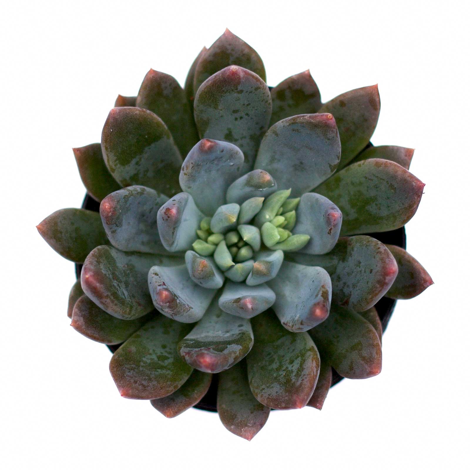 sedeveria succulent care Sedeveria 'Dark Elf'