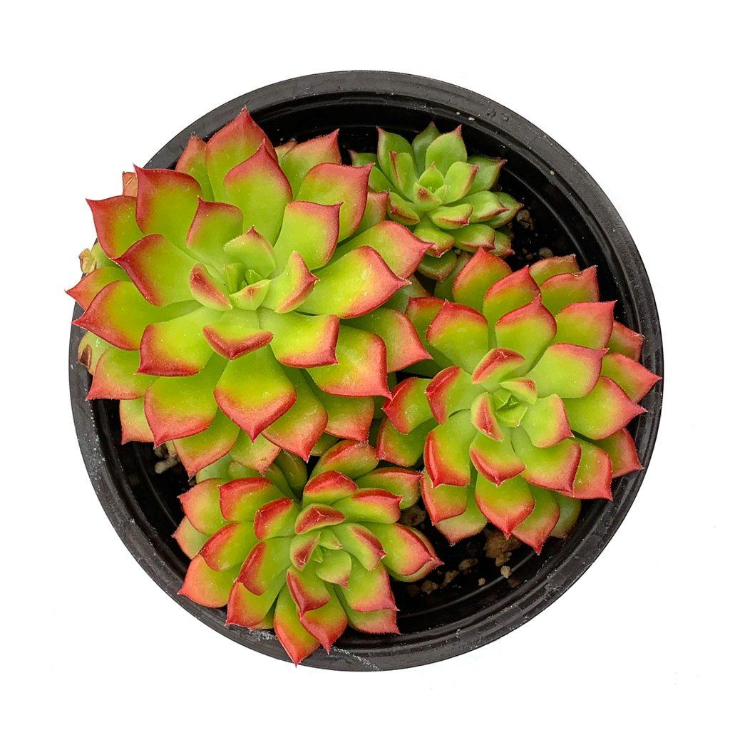 sedeveria succulent Sedeveria 'Letizia'