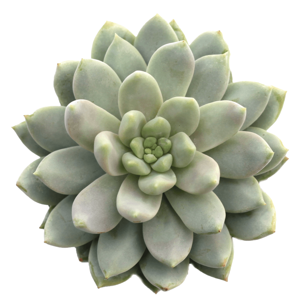 misty lilac succulent Sedeveria 'Lilac Mist' PPAF