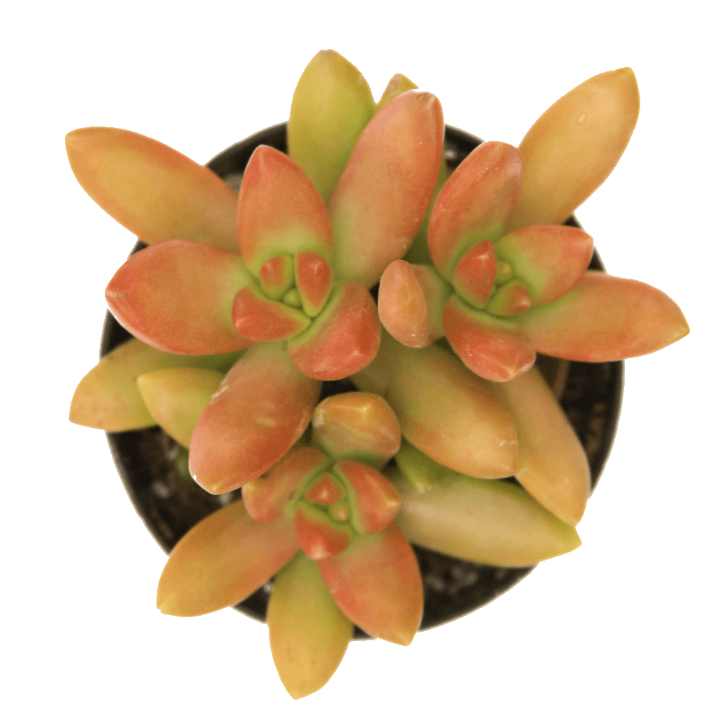 cheap succulents orange county Sedum nussbaumeranum 'Orange Delight'