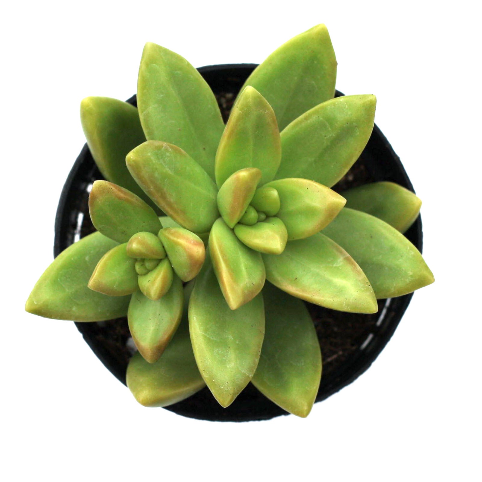 gold succulent Sedum adolphi 'Lime Gold'