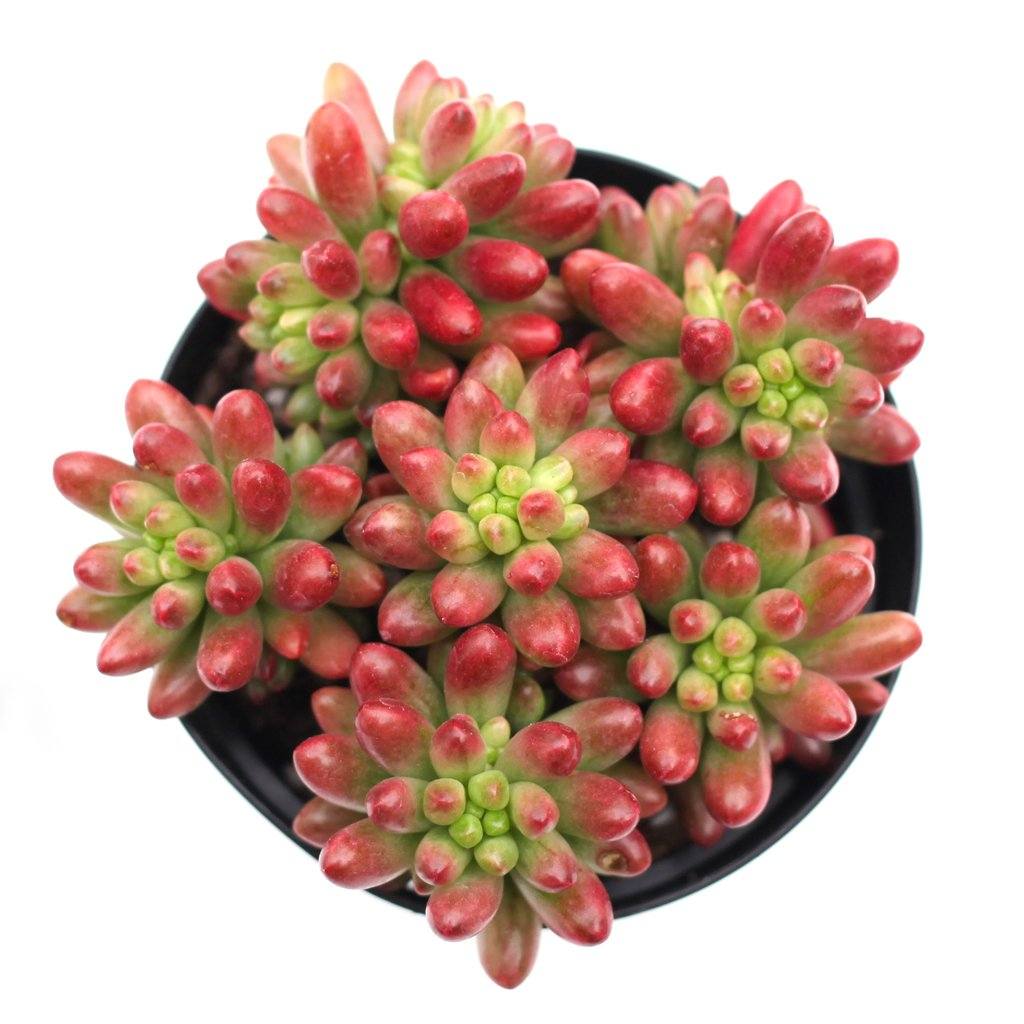 aurora succulent Sedum rubrotinctum 'Aurora'