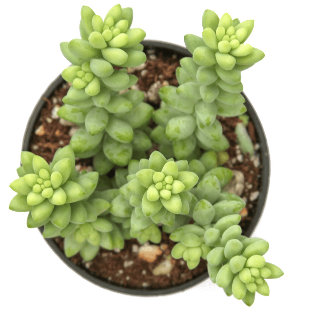 burrito succulent plant Sedum burrito