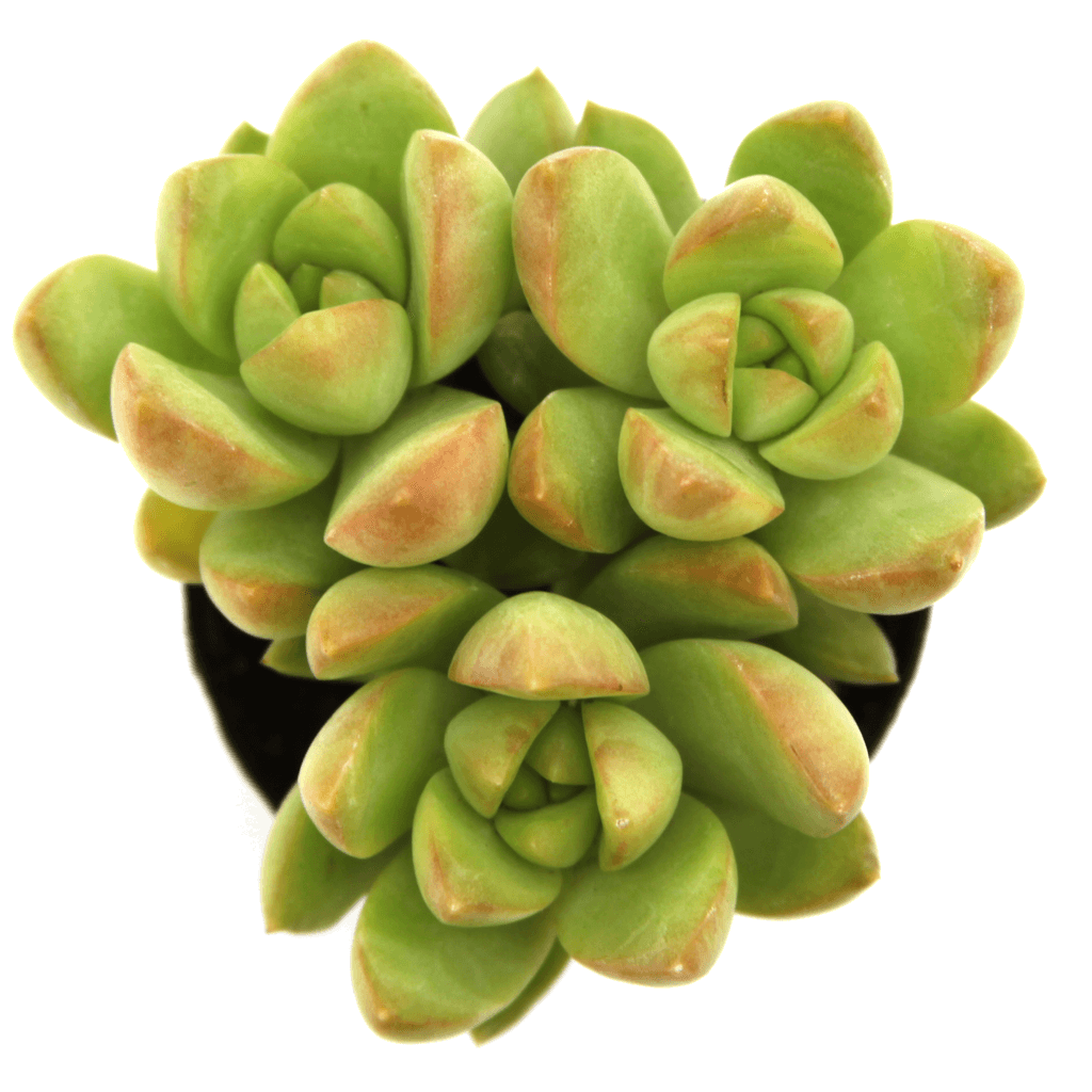 lime gold succulent Sedum adolphii 'Golden Glow'