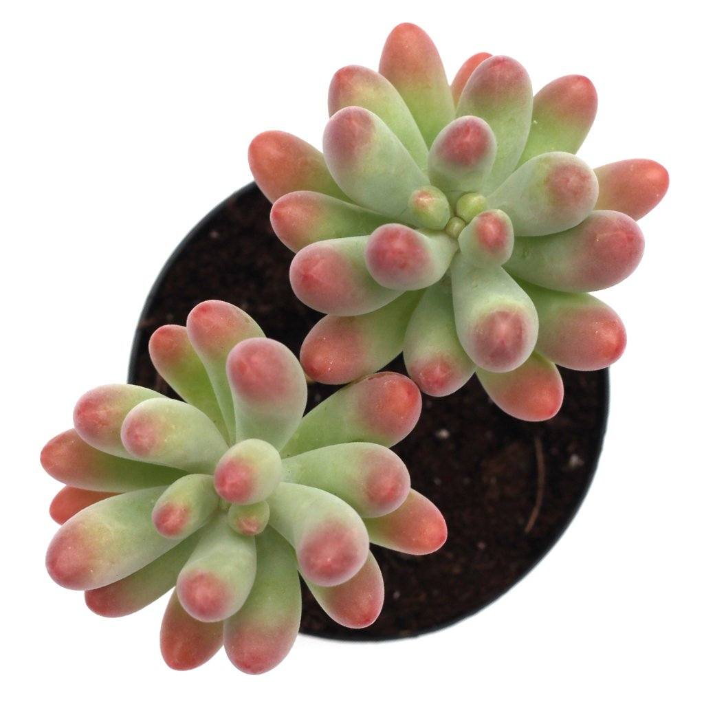 sedum pachyphyllum succulent Sedum pachyphyllum