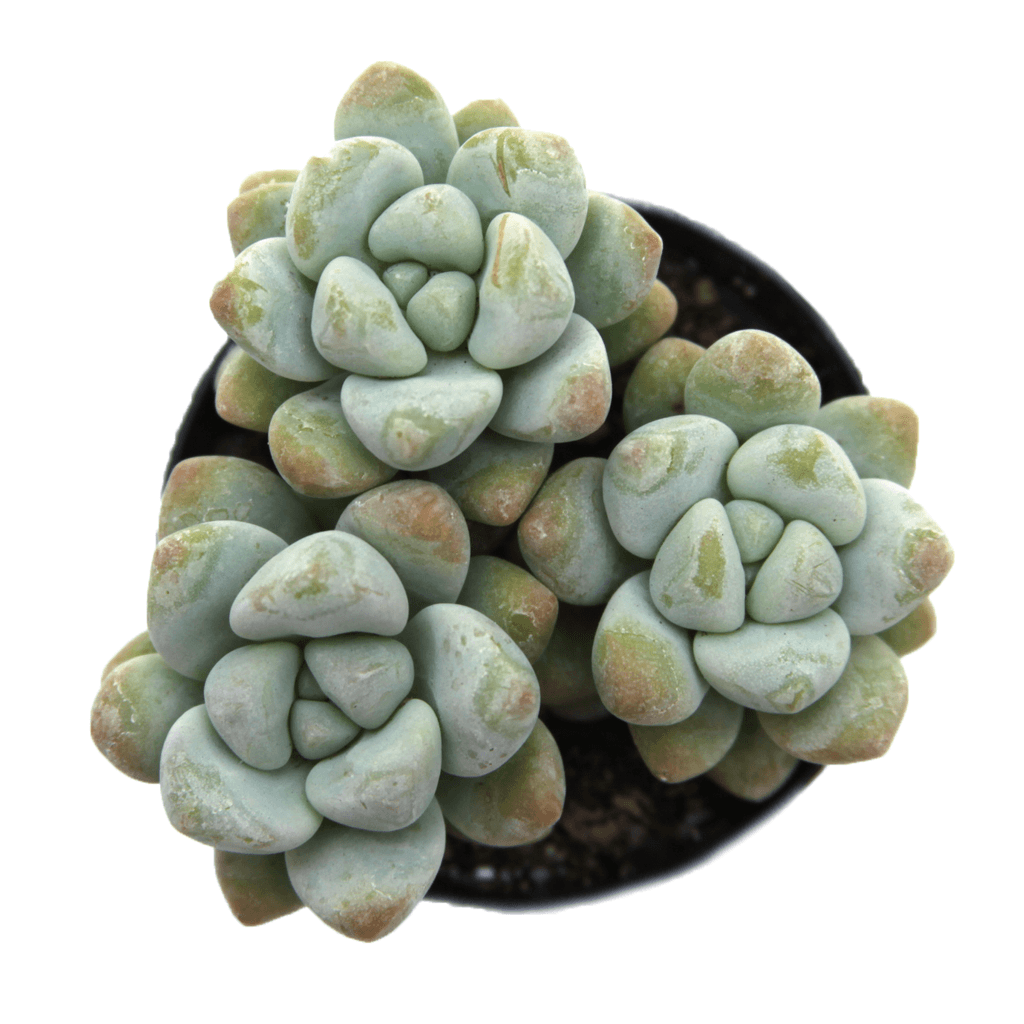 sedum treleasei succulent Sedum treleasei
