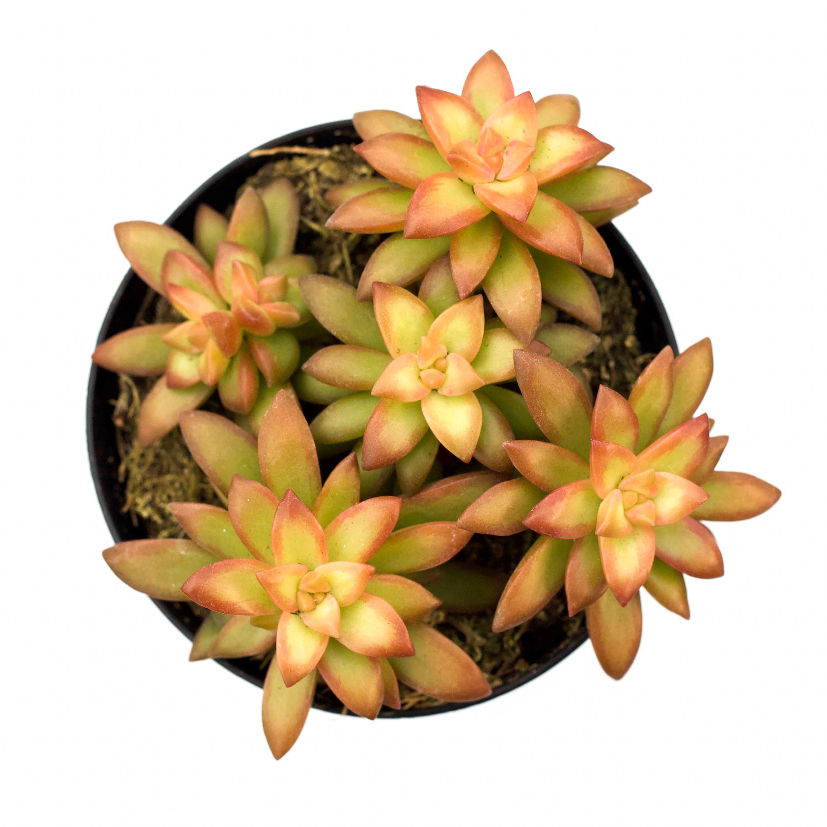 succulent shoots Sedum adolphii 'Shooting Stars' PPAF