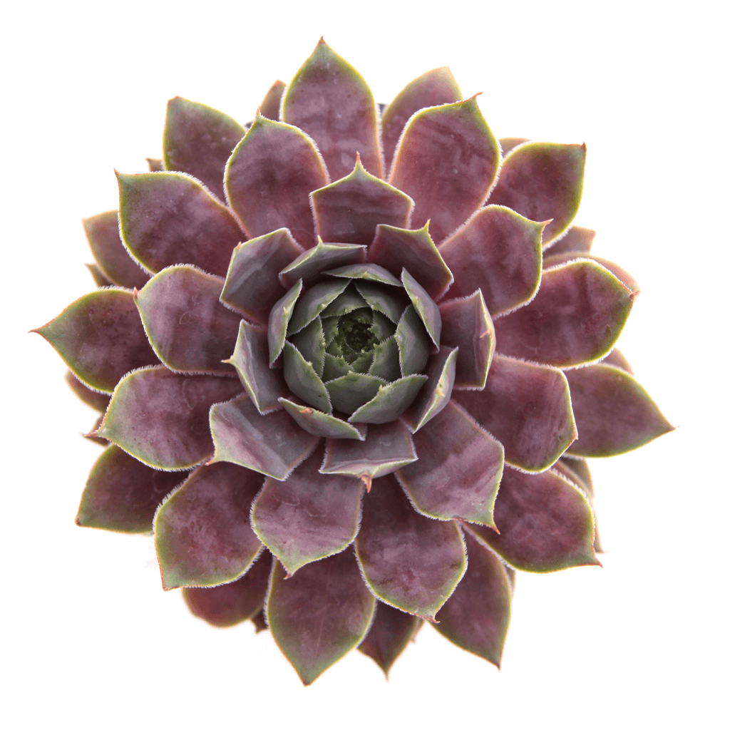 pacific blue ice succulent Sempervivum 'Pacific Blue Ice'