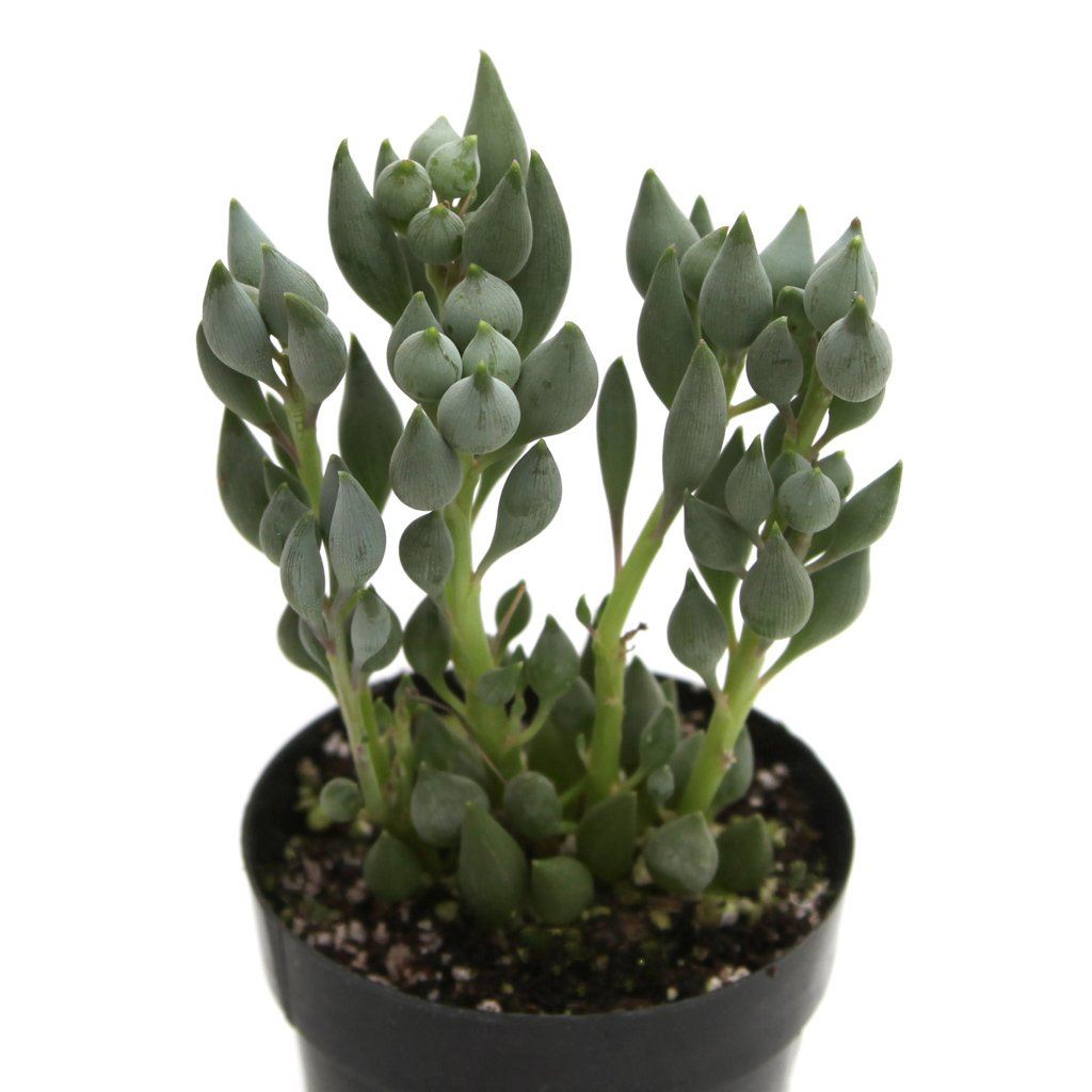teardrop succulents Senecio citriformis 'String of Teardrops'